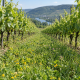 Bio Weinbergbegrünung 1 Fahrgasse 12,5 k
