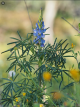 Blaue Lupine Süßlupine, proteinreich mit vielen Körnern, auf leichten Böden und bei Frühsommertrockenheit geeignet