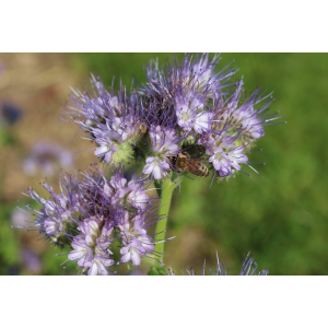 blühende Phacelia Blüte mit Biene, nematodenneutrale und insektenfreundliche Mischung