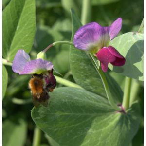 Futtererbse Sommer